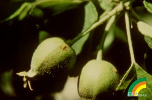 Carpocapsa pomonella - Ataque de Carpocapsa pomonella en fruto joven.jpg